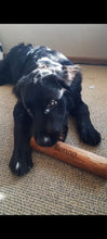 Load image into Gallery viewer, BONNO Manuka Chew for Dogs Extra Large ( Single Pack )