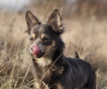 Load image into Gallery viewer, BONNO Manuka Chew for Dogs Extra Large ( Single Pack )