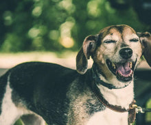 Load image into Gallery viewer, BONNO Manuka Chew for Dogs Extra Large ( Single Pack )