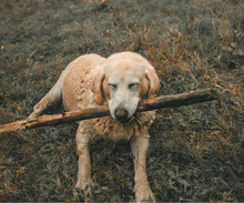 Load image into Gallery viewer, BONNO Manuka Chew for Dogs Extra Large ( Single Pack )